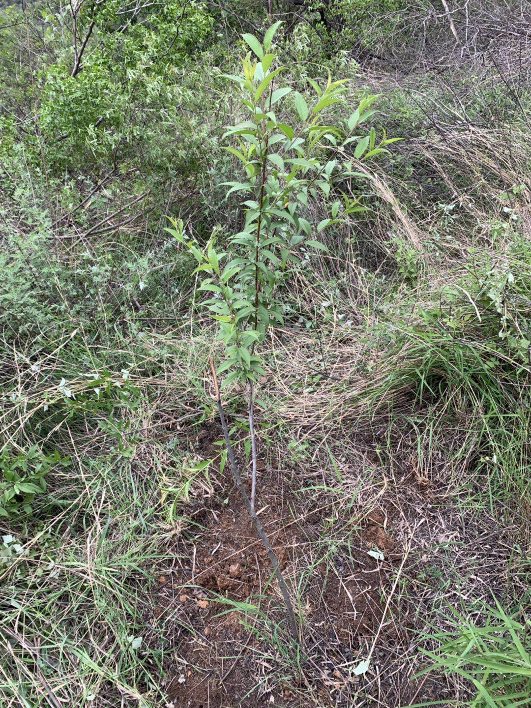 ����̿����ô���Ͱ������˵���